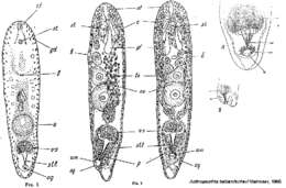 Image of Actinoposthia beklemischevi Mamkaev 1965