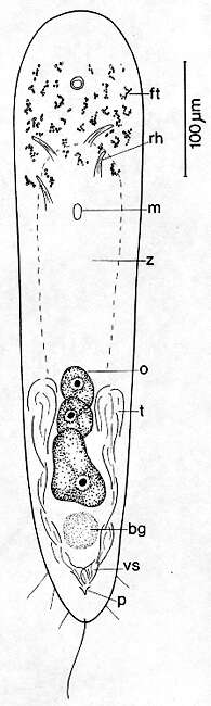 Sivun Actinoposthia biaculeata Faubel 1974 kuva