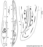 Image de Actinoposthia pigmentea Faubel 1976