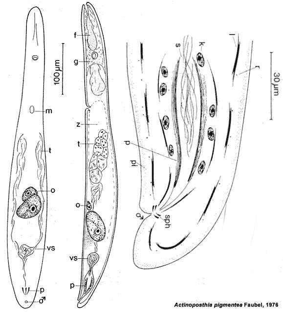 Image de Actinoposthia pigmentea Faubel 1976