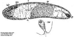 Image de Paraproporus rubescens Westblad 1945