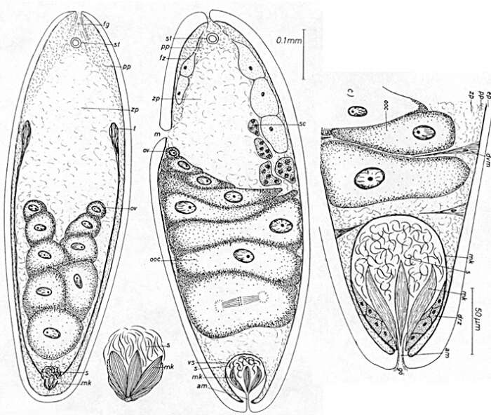 Sivun Paraproporus diovatus Dörjes 1968 kuva