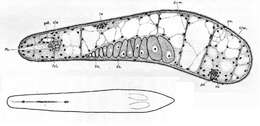 Sivun Paraproporus elegans (An der Lan 1936) kuva