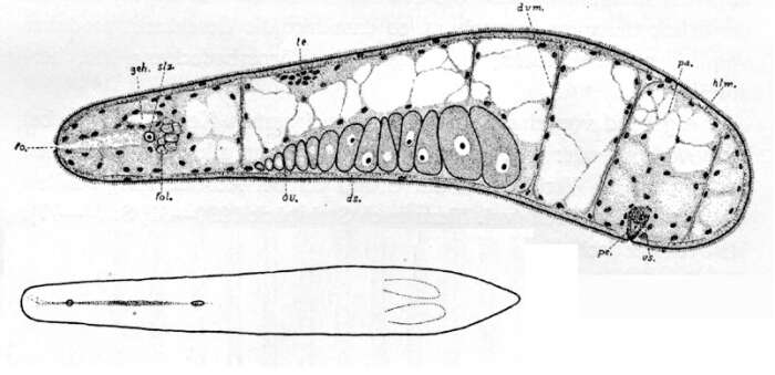 Sivun Paraproporus elegans (An der Lan 1936) kuva