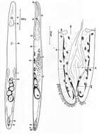 Image of Paraproporus rosettiformis Faubel 1974