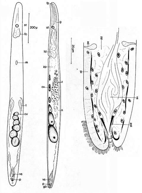 Image of Paraproporus rosettiformis Faubel 1974