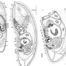 Sivun Archactinoposthia pelophila Dörjes 1968 kuva