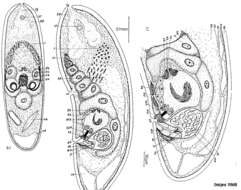 Sivun Archactinoposthia pelophila Dörjes 1968 kuva