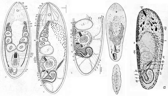 Image of Philactinoposthia saliens (Graff 1882)