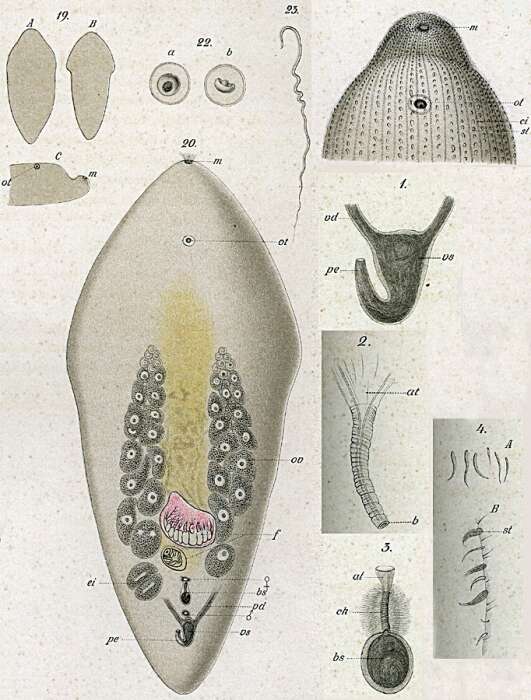 Image of Philactinoposthia saliens (Graff 1882)