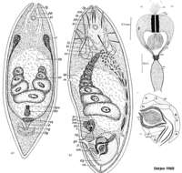 Image of Philactinoposthia diploposthia Dörjes 1968