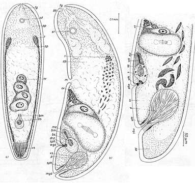 Image of Philactinoposthia helgolandica Dörjes 1968