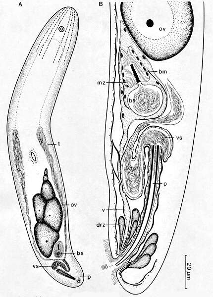 Image of Philactinoposthia tenebrosa Ehlers & Dörjes 1979