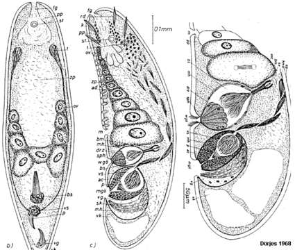 Imagem de Philactinoposthia viridis Dörjes 1968