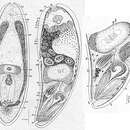 Image of Pseudactinoposthia saltans Dörjes 1968