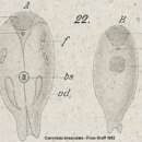 Image of Convoluta bimaculata Graff 1882