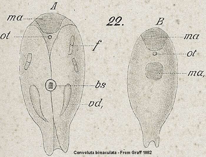 Image of Convoluta bimaculata Graff 1882