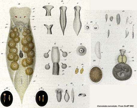 Image de Convoluta convoluta (Abildgaard 1806)