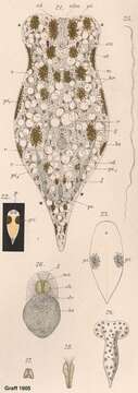 Image de Convoluta hipparchia Pereyaslawzewa 1892