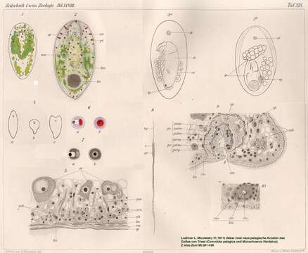 Image of Convoluta pelagica Lohner & Micoletzky 1911