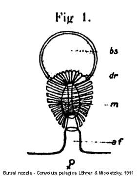 Image de Convoluta pelagica Lohner & Micoletzky 1911