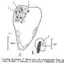 Image of Convoluta punctata Riedl 1959