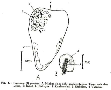 Image of Convoluta punctata Riedl 1959