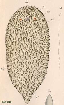 Image of Convoluta uljanini Graff 1904