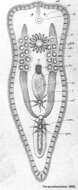 Image de Convoluta variabilis (Pereyaslawzewa 1892)
