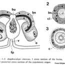 Image of Amphiscolops cinereus (Graff 1874)