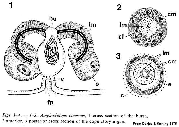 Image of Amphiscolops