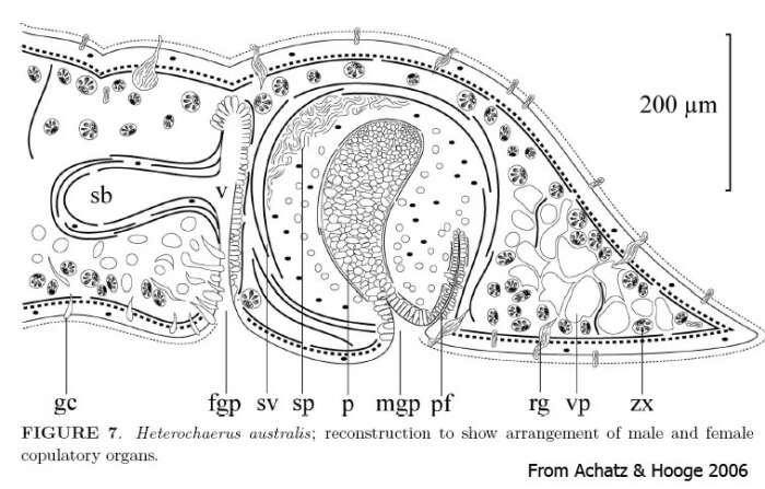 Image of Heterochaerus australis Haswell 1905