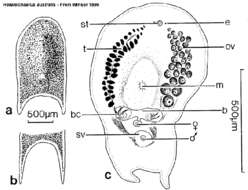 Image of Heterochaerus australis Haswell 1905