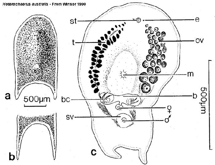 Image of Heterochaerus australis Haswell 1905