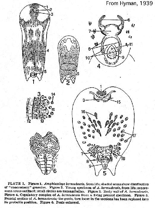 Image of Amphiscolops bermudensis Hyman 1939