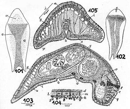 Image of Amphiscolops evelinae Marcus 1947