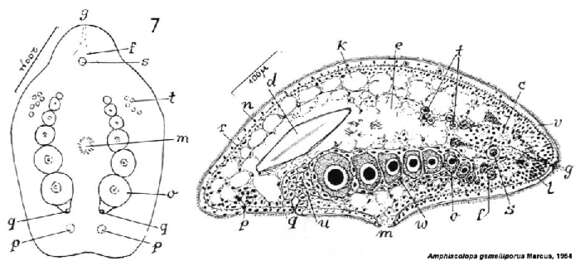 Image of Amphiscolops gemelliporus Marcus 1954