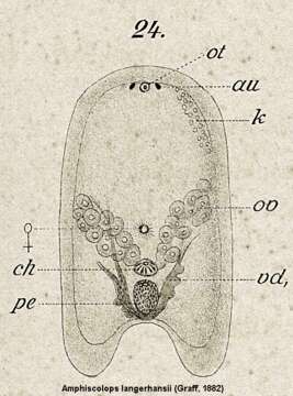 Image of Heterochaerus langerhansi (Graff 1882)