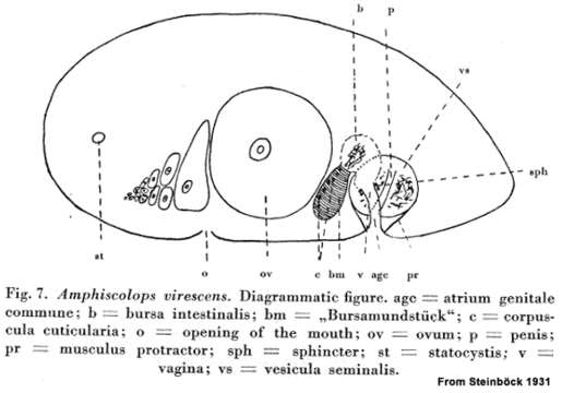 Imagem de Aphanostoma virescens Ørsted 1845