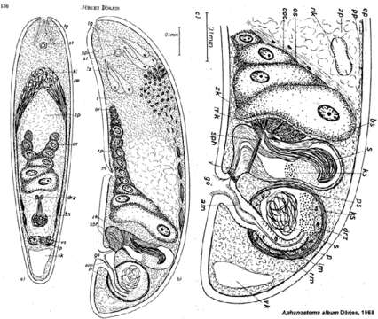 Image of Aphanostoma album Dörjes 1968