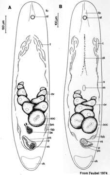 Image of Aphanostoma album Dörjes 1968