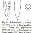 Image of Aphanostoma chromocephalum Steinböck 1933