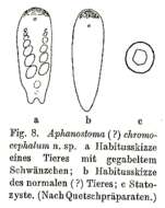 Image of Isodiametridae