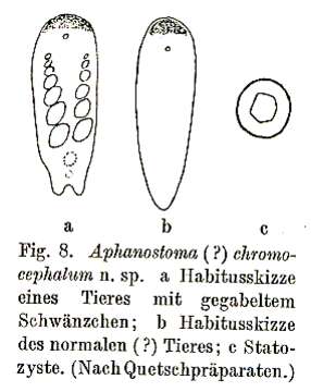 Image of Aphanostoma chromocephalum Steinböck 1933