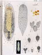 Image of Aphanostoma rhomboides Jensen 1878