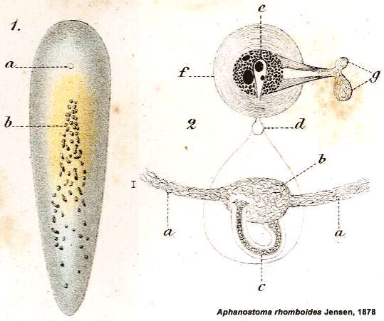 Image of Aphanostoma rhomboides Jensen 1878