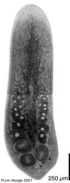 Image of Aphanostoma sanguineum Beklemischev 1915