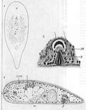 Image de Haplodiscus incola (Leiper 1902)