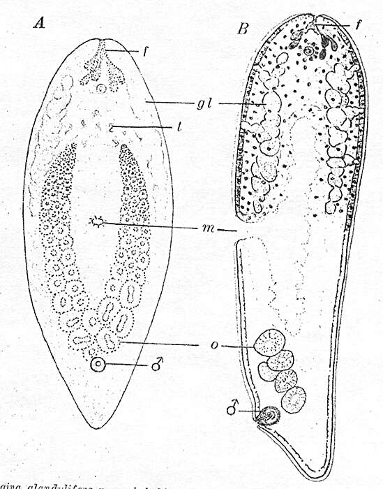 Image of Avagina glandulifera Westblad 1953