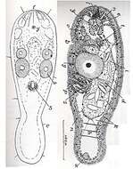 Image of Avagina marci Dörjes & Karling 1975